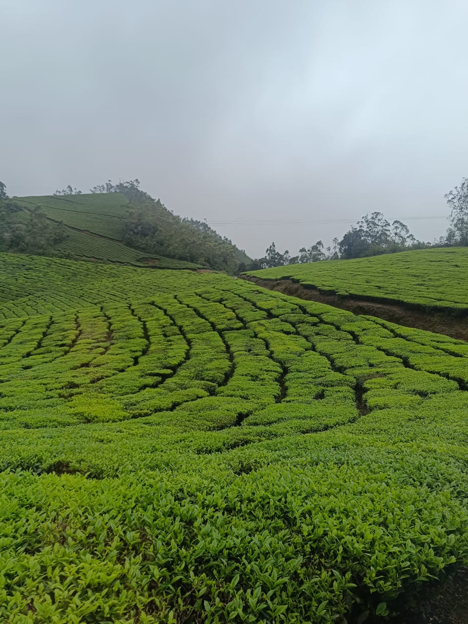 Munnar Story