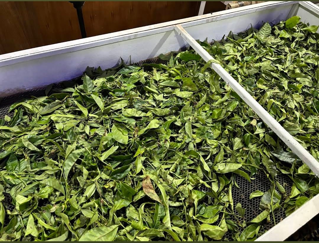 Tea Workers in Munnar